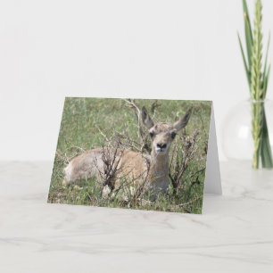 Carte A7 Baby Pronghorn Antelope