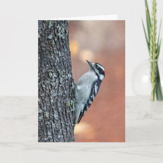 Carte à billets vierges Downy Woodpecker