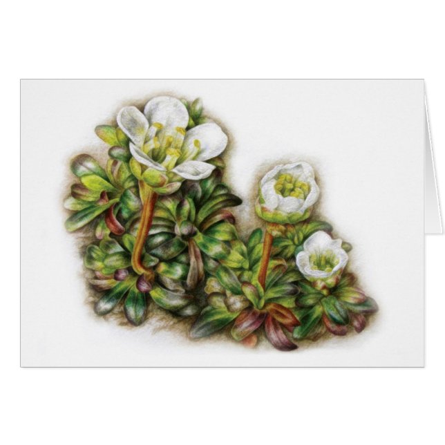 Carte à fleurs à feuillage persistant blanches Dia (Devant horizontal)