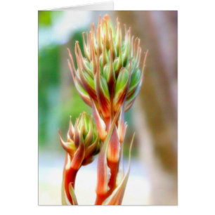CARTE À FLEURS ALOE VERA