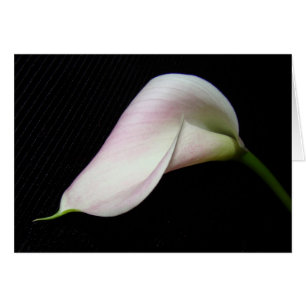 Carte à fleurs Calla Lily