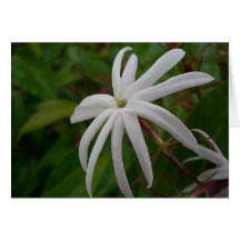 Carte à fleurs Jasmine