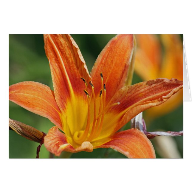 Carte à fleurs orange (Devant horizontal)