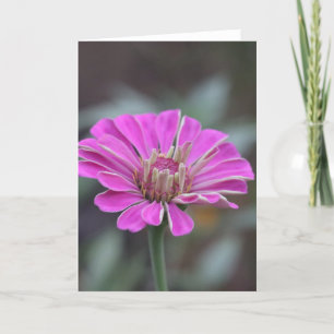 Carte à fleurs rose Zinnia 5 x 7 (vide à l'intérie