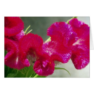 Carte à fleurs Tourbillonnant rose