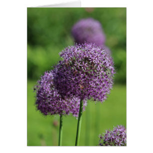 Carte à fleurs violettes Allium