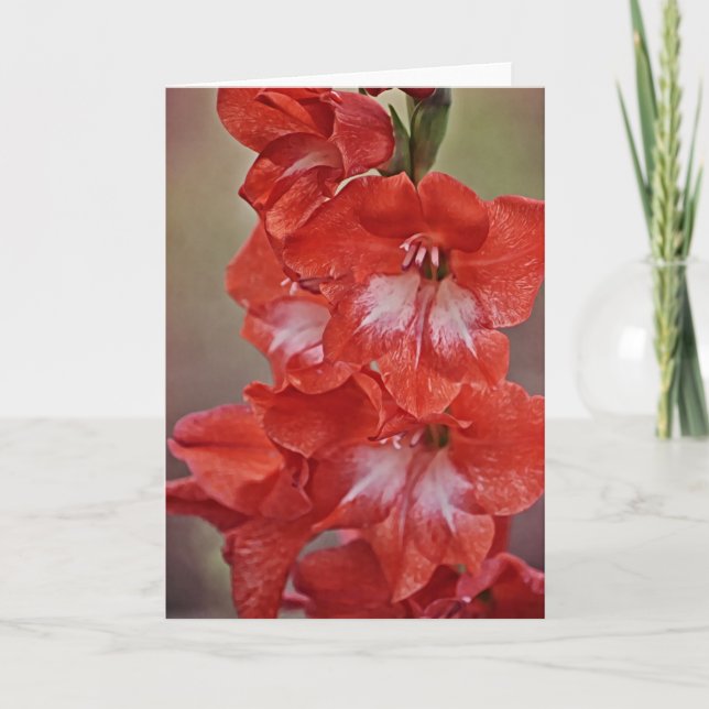 Carte à flûte rouge et blanche Gladiolus (Devant)