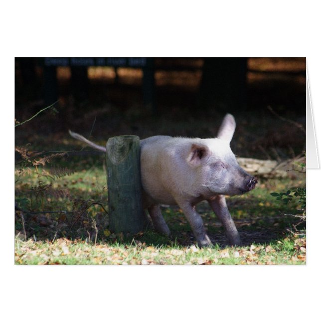 Carte à gratter de porc (Devant horizontal)