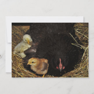Carte A Mama and Her Chicks