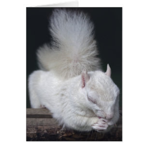 Carte à noix de prière