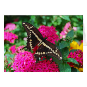 Carte à papillon Swallowtail géant