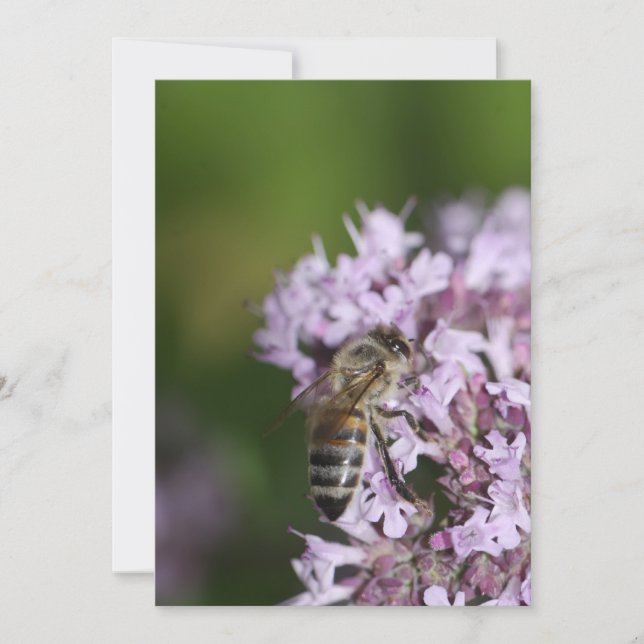 Carte Abee (Devant)