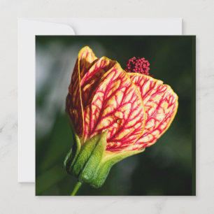 Carte Abutilon Biltmore Ballgown