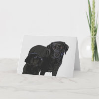 Admiration dans l'oeil des chiots - Black Labrador