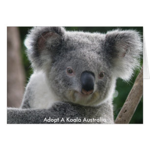 Carte Adopter Un Koala Australie
