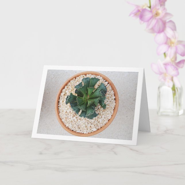 Carte Adromischus Cristatus, Plante Succulente à Feuille (Orchidée)