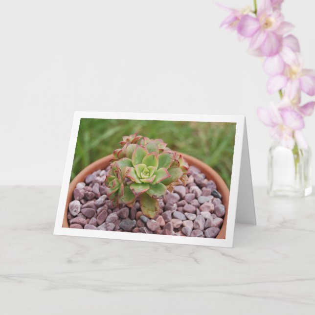 Carte Aeonium Haworthii, plante succulente de Haworth (Orchidée)