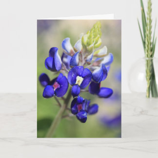 Carte Affiche Bluebonnet du Texas