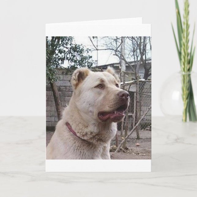 Carte Afghan_Shepherd (Devant)