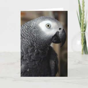 Carte African Grey Parrot Portrait Blank Greeting Card
