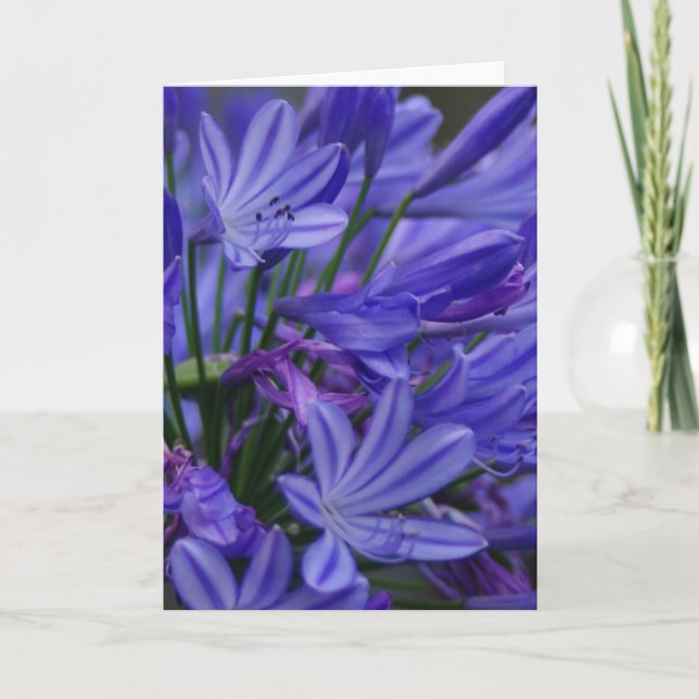 Carte Agapanthus (Devant)
