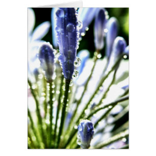 Carte Agapanthus Drops