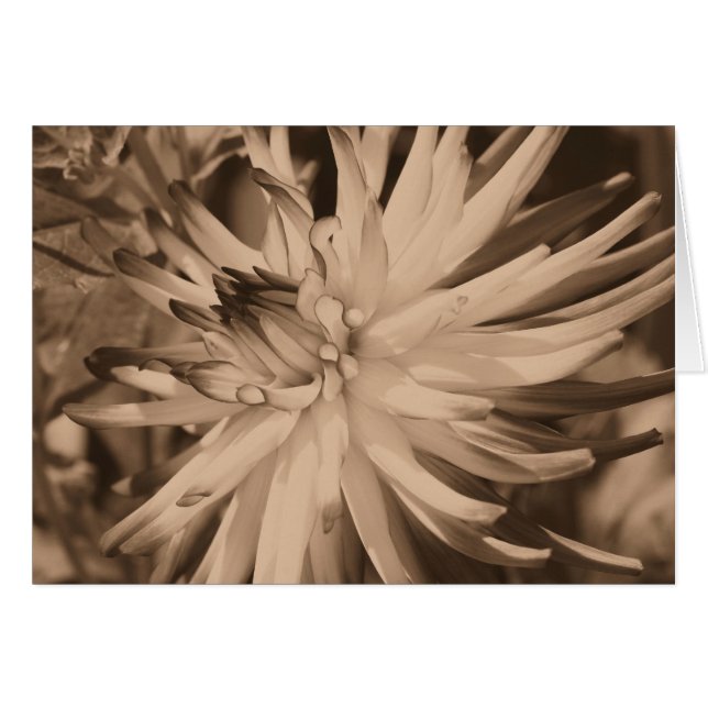 Carte âgée de photographie de fleur de dahlia de (Devant Horizontal)