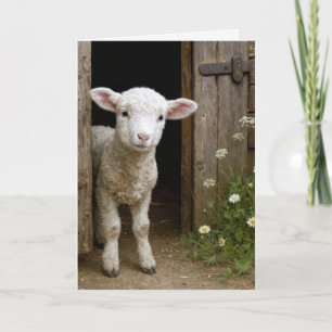 Carte Agneau d'anniversaire à la porte de la grange