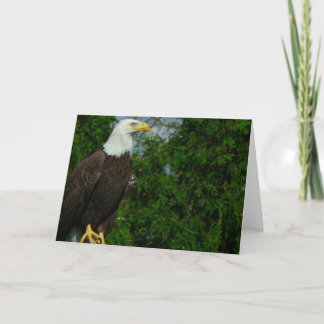 Carte Aigle à tête blanche américaine