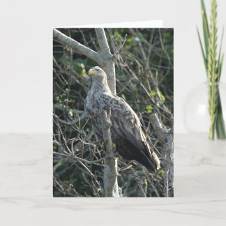 Carte Aigle de mer en Écosse