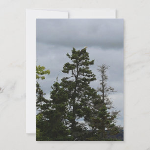 Carte Aigle supérieure de l'arbre