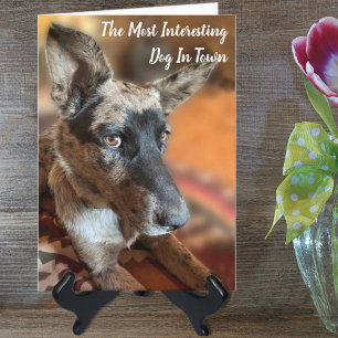 Carte Ajouter Votre Photo Chien De Vétail Anniversaire