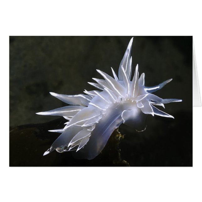 Carte Alabaster Nudibranche (Devant horizontal)