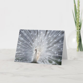Carte Albino Peacock