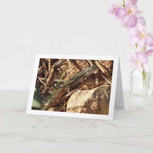 Carte Algérien Sand Racer, Psammodromus Algirus, Lizard (Orchidée)