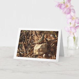 Carte Algérien Sand Racer, Psammodromus Algirus, Lizard