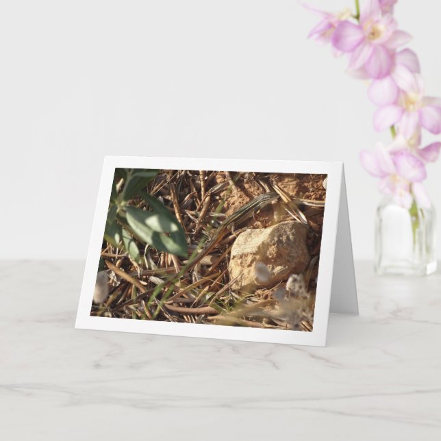 Carte Algérien Sand Racer, Psammodromus Algirus, Lizard (Orchidée)