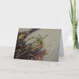 Carte Algue de plage d'océan