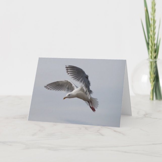 Carte alki de mouette en vol aujourd'hui (Devant)