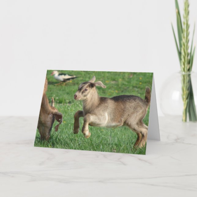 Carte All Occasions Happy Baby Goat (Devant)