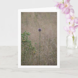 Carte Allium, Allium Ampeloprasum, Wild Leek