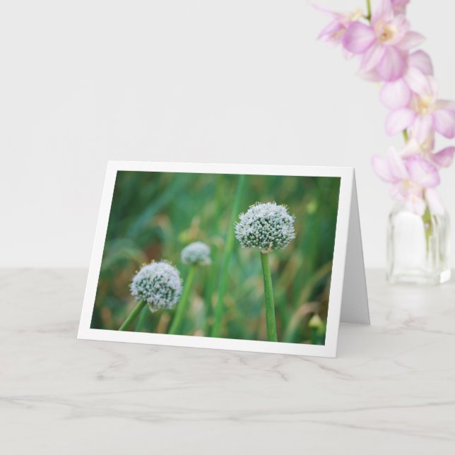 Carte Allium, Fleur d'oignon sauvage (Orchidée)