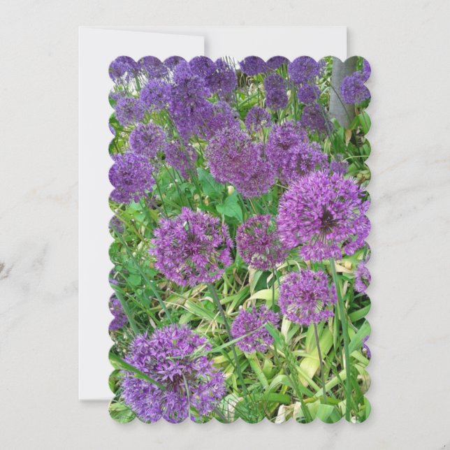 Carte Alliums Flower Onion Flowers (Devant)