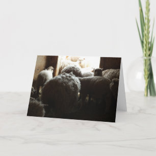 Carte "Allons dehors" Moutons debout près de la porte de