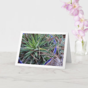 Carte Aloe Plante succulent en Pot