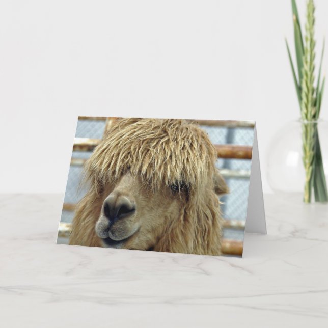 Carte Alpaca (Devant)