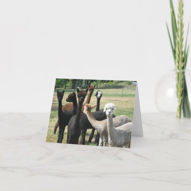 Carte Alpaca Greetings (Devant)