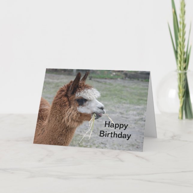 Carte Alpaca Manger Hay Animal Photo Anniversaire (Devant)