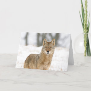 Carte Alpha Homme Coyote