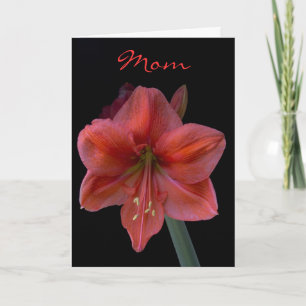 Carte Amaryllis le jour noir de mère